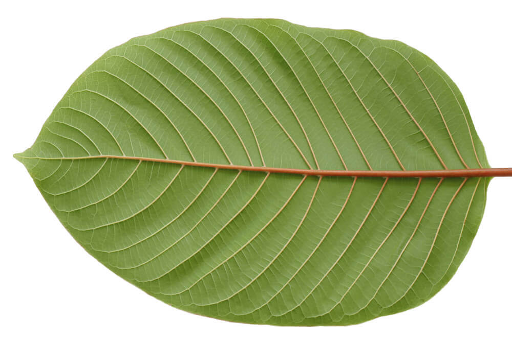 Les feuilles de Mitragyna speciosa sont séchées et broyées en une fine poudre avant d'être commercialisées