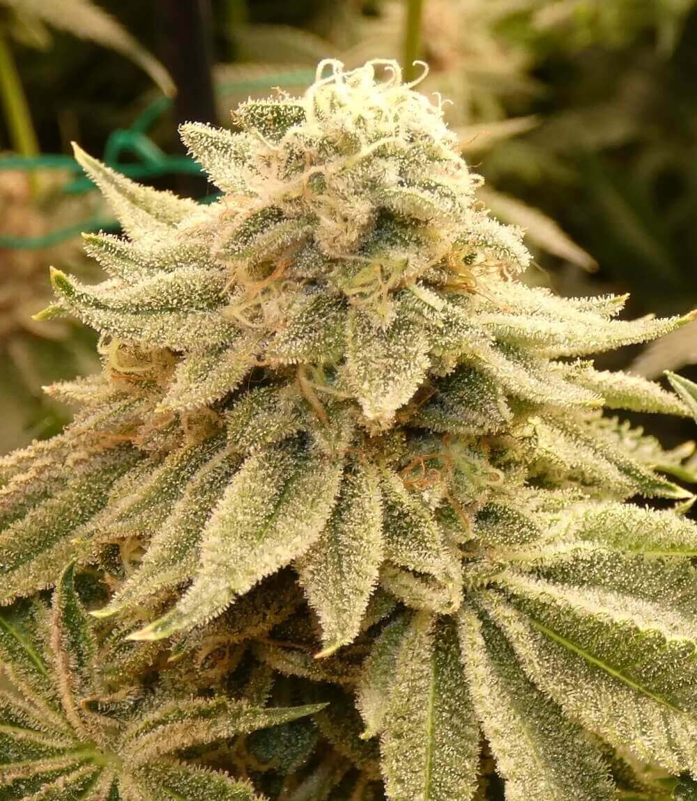 Z-99 de Bask Triangle Farms