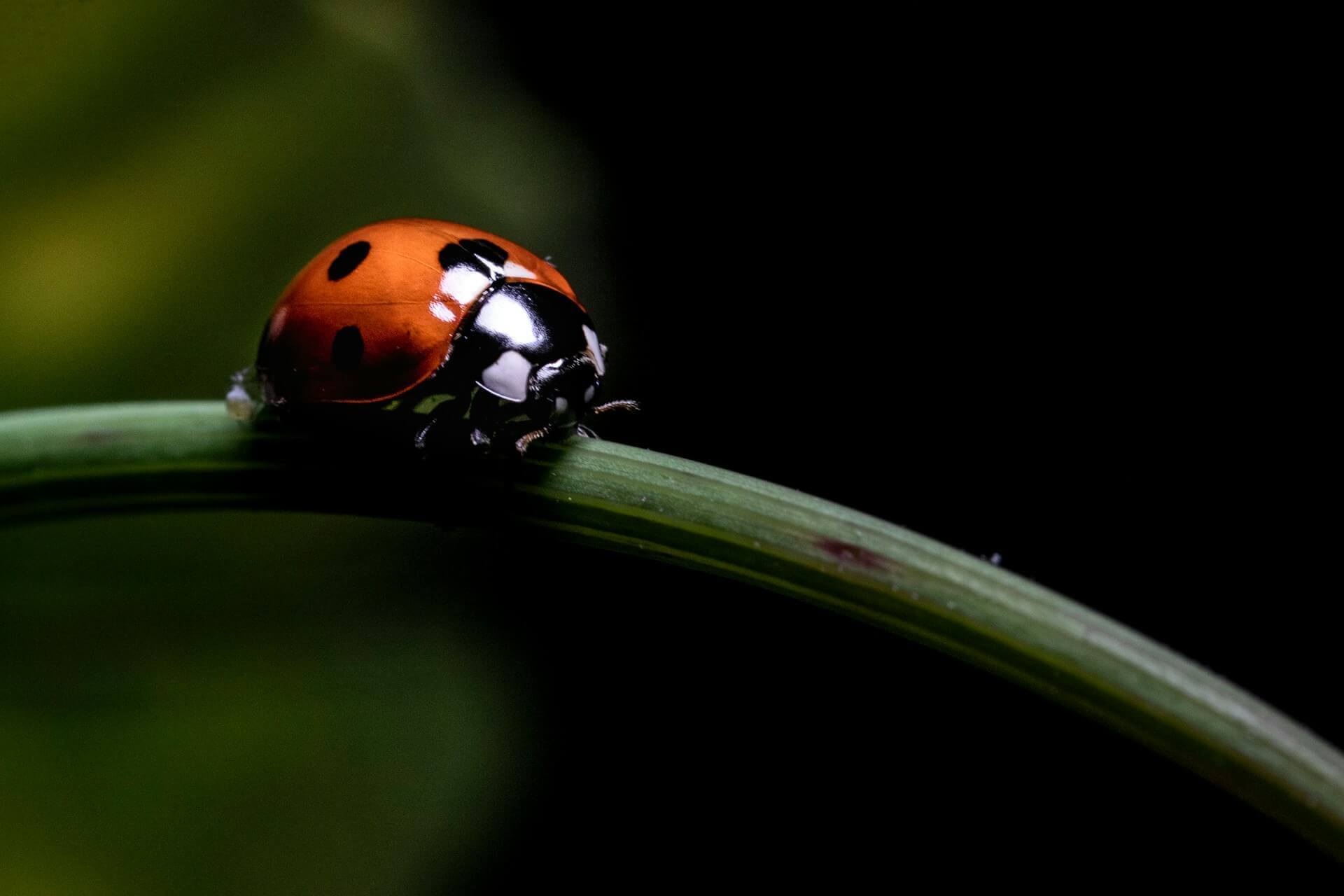 Les insectes tels que les coccinelles (Coccinellidae) sont des prédateurs voraces de ravageurs tels que les pucerons (Image : Angelo Casto)