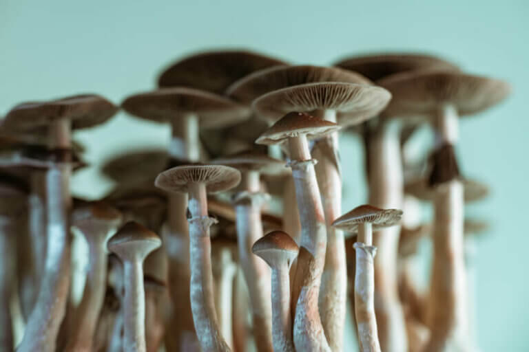 Lumière dans la culture des champignons magiques