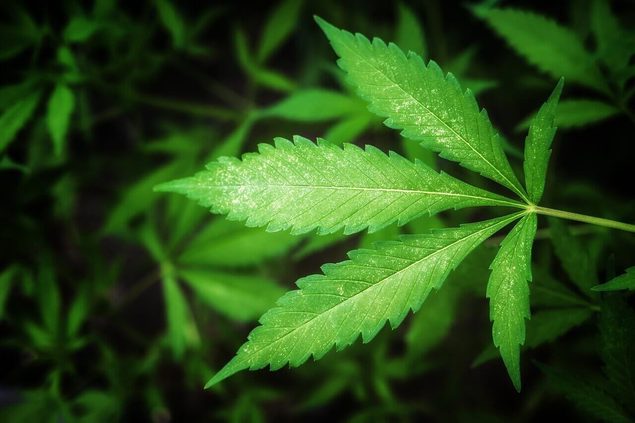 Les feuilles peuvent vous donner des indices sur d'éventuelles carences ou, comme dans ce cas, sur des parasites comme l'araignée rouge (Image : jarino47)