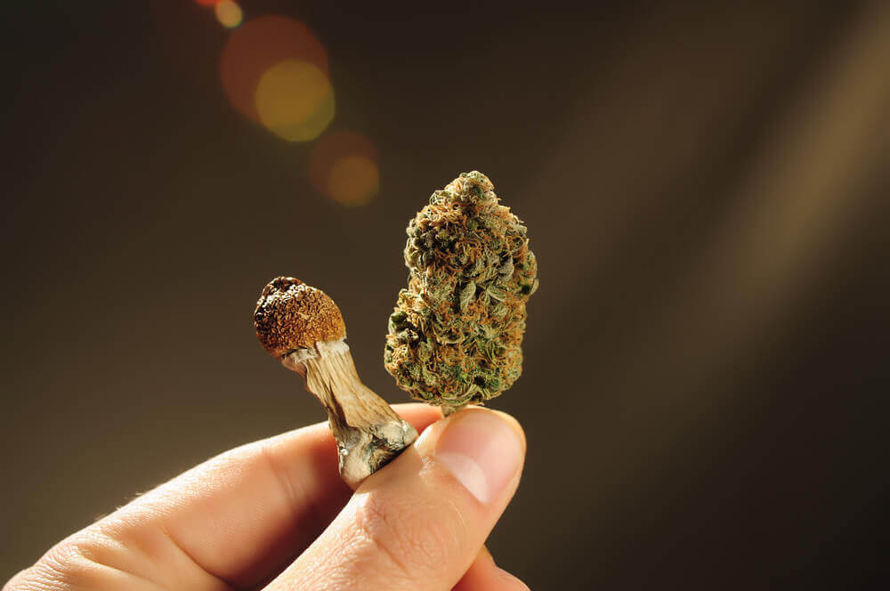 Interaction de la psilocybine avec d'autres substances psychoactives