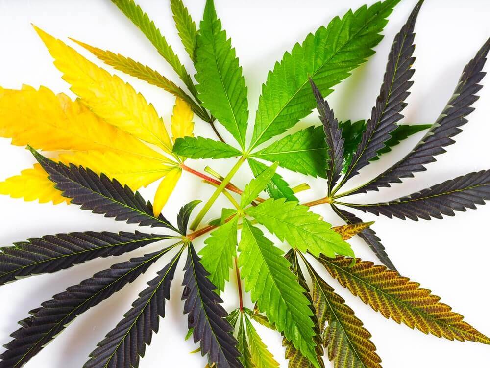 Feuilles de cannabis et leurs couleurs