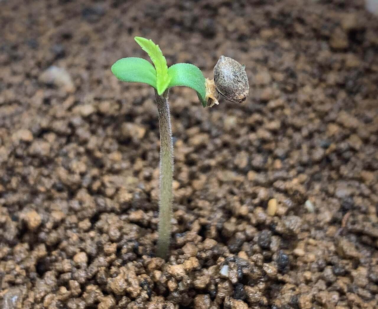 Après la germination, le petit plant développera sa première paire de vraies feuilles (Image : TheFreeMan2020)