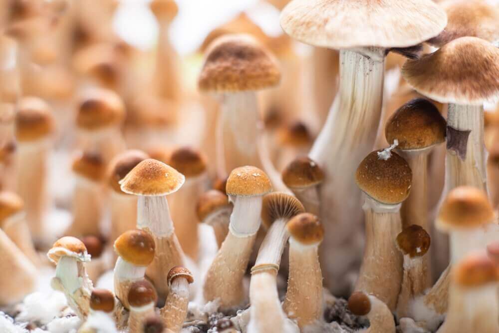La culture des champignons devient beaucoup plus facile si les matériaux sont correctement stérilisés