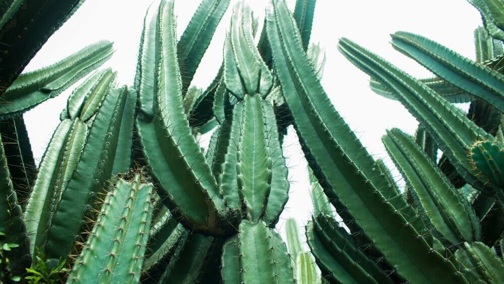 Ce spectaculaire cactus San Pedro est riche en mescaline