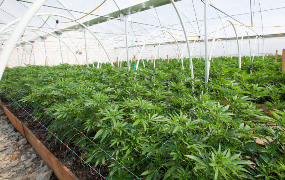 Les sols vivants sont une option de plus en plus populaire pour les grandes cultures commerciales qui souhaitent se passer d'engrais minéraux et de pesticides
