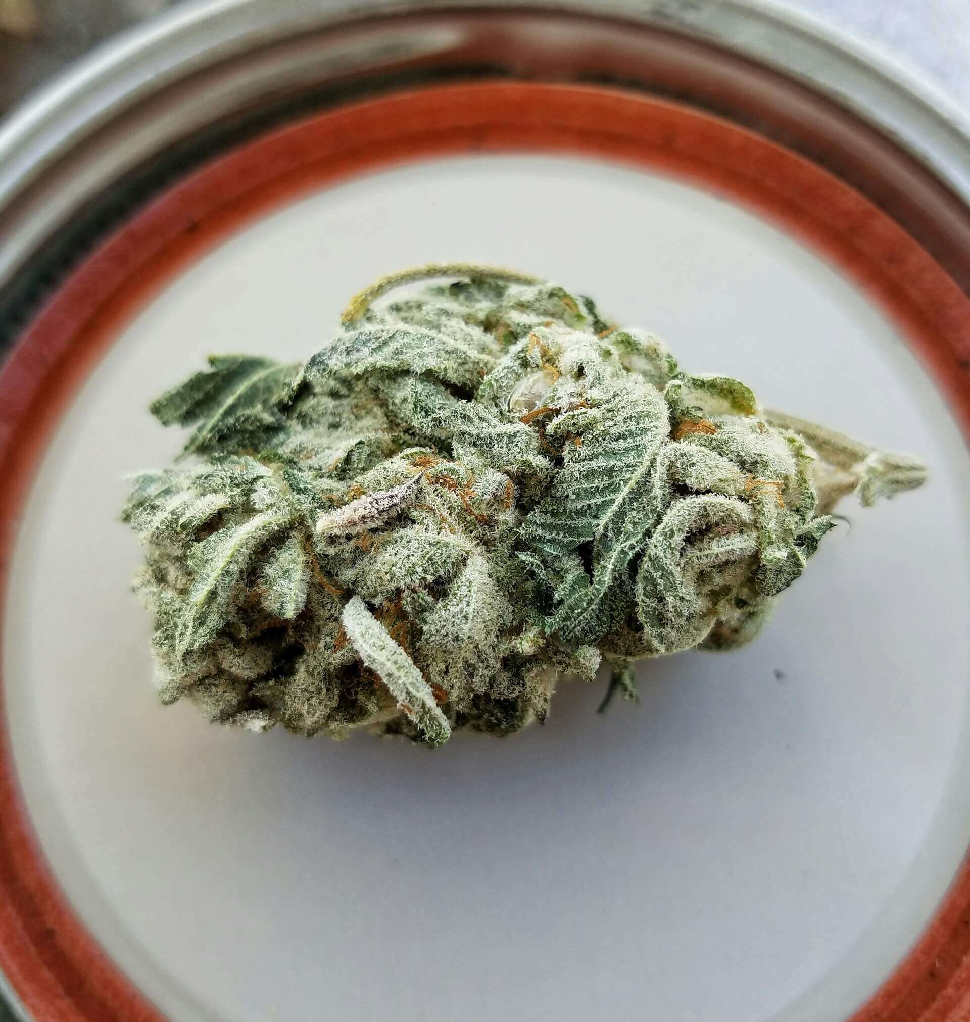 La saveur et l’arôme d’une plante de cannabis dépendent en grande partie de sa génétique. Gardez cela à l’esprit avant de choisir! (Image : Cambridge Jenkins IV)
