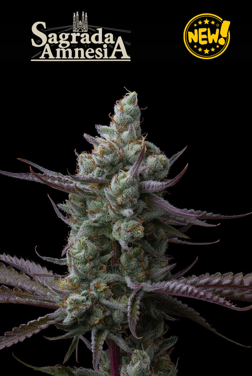  Sacred Amnesia de Seedstockers est une œuvre basée sur l'une des plantes les plus emblématiques de la scène européenne, Amnesia Haze