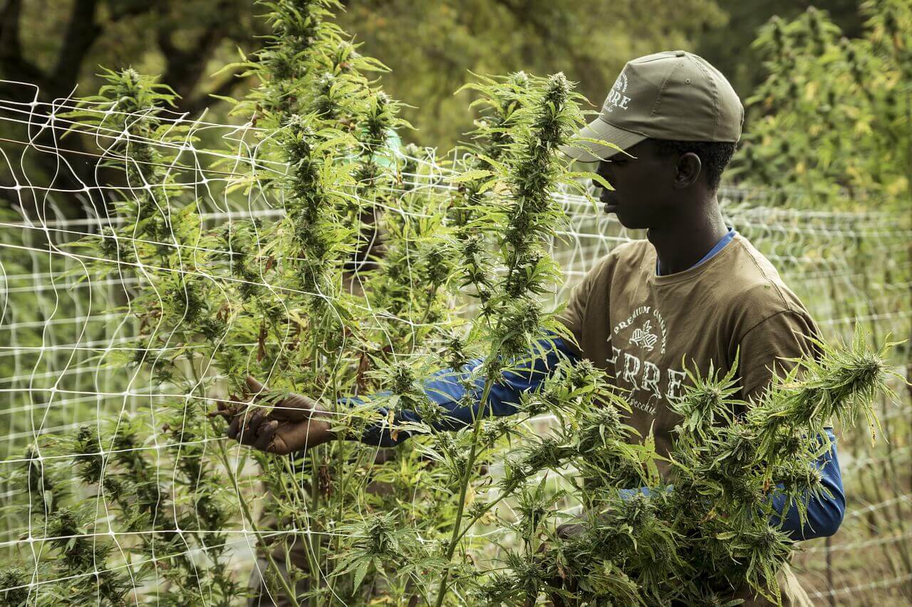 En fertilisant vos plantes, vous leur donnerez tout ce dont elles ont besoin pour exprimer leur véritable potentiel (image : TerreDiCannabis)