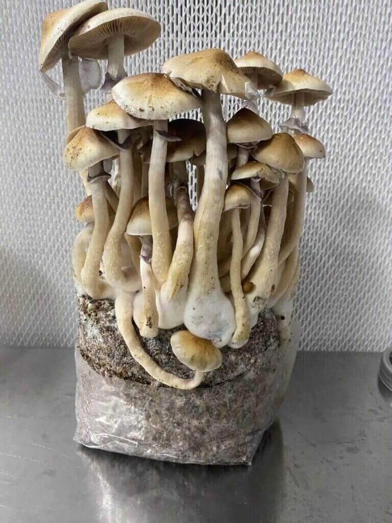 Peu importe que vous commenciez avec des spores ou du mycélium. Si tout se passe bien, vous pouvez obtenir des récoltes vraiment spectaculaires, comme celles-ci Cascadian Teacher