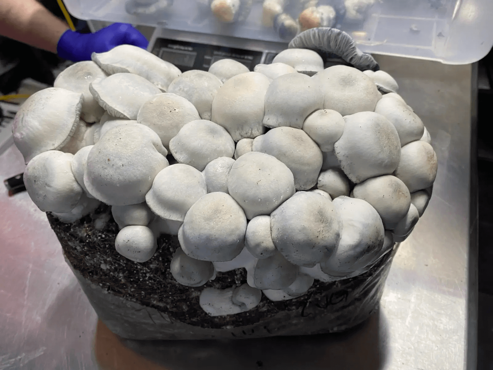  De nombreuses variétés hybrides, comme cette Tidal Wave Ape de Mycobag, offrent des rendements étonnants