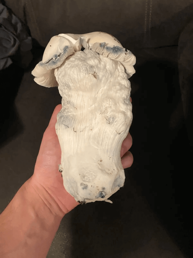 Vous recherchez une production? Eh bien, Tidal Wave Ape de Mycobag est l'une des variétés que vous devriez considérer!