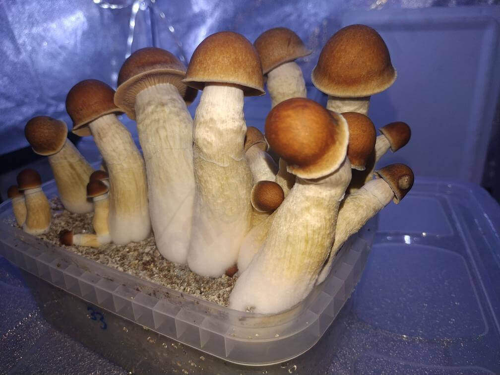  La variété hybride Penis Envy est l'une des plus puissantes au monde, et vous pouvez la trouver dans notre magasin