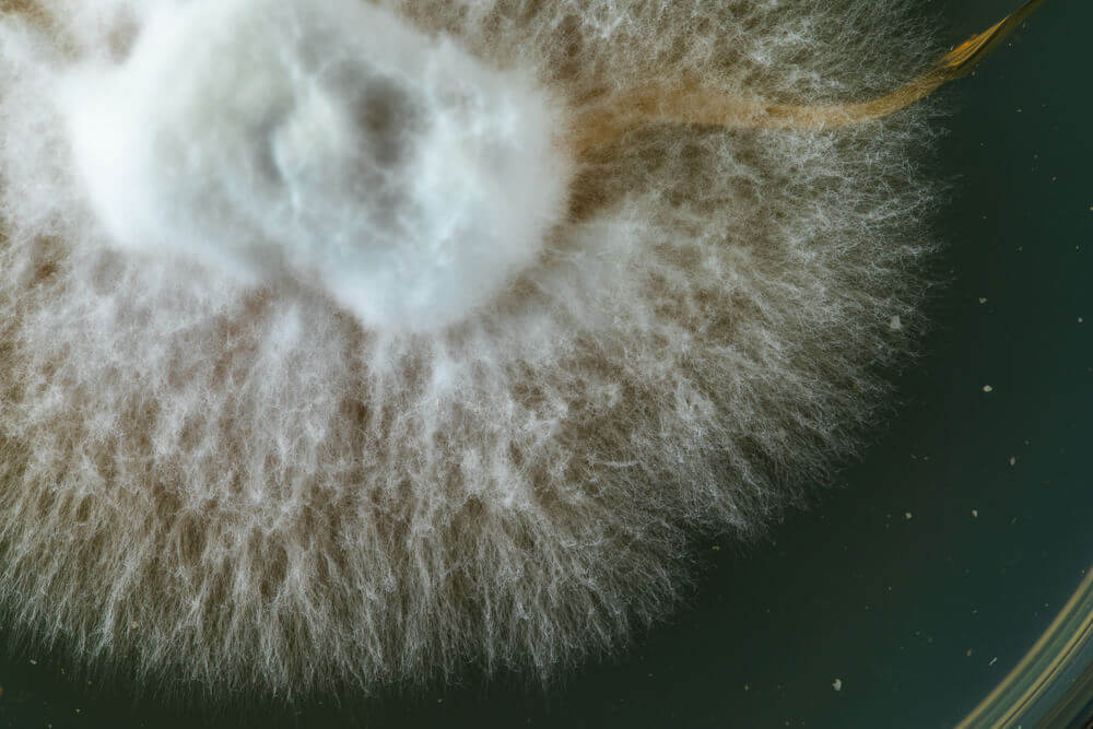  Normalement, les spores des deux variétés à croiser sont germées dans une boîte de Petri avec de la gélose nutritive afin qu'elles forment un nouveau mycélium hybride