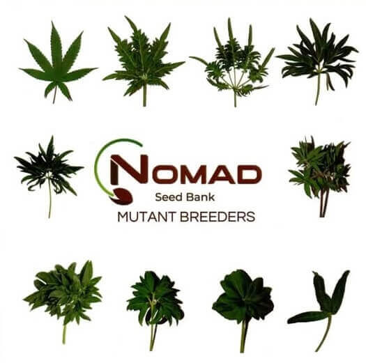 Nomad Seed Bank est spécialisée dans la sélection de génétiques mutantes, avec une morphologie très éloignée de celle typique du cannabis