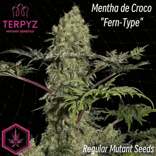 Vous pouvez désormais trouver des génétiques spectaculaires comme Mentha de Croco chez Alchimia