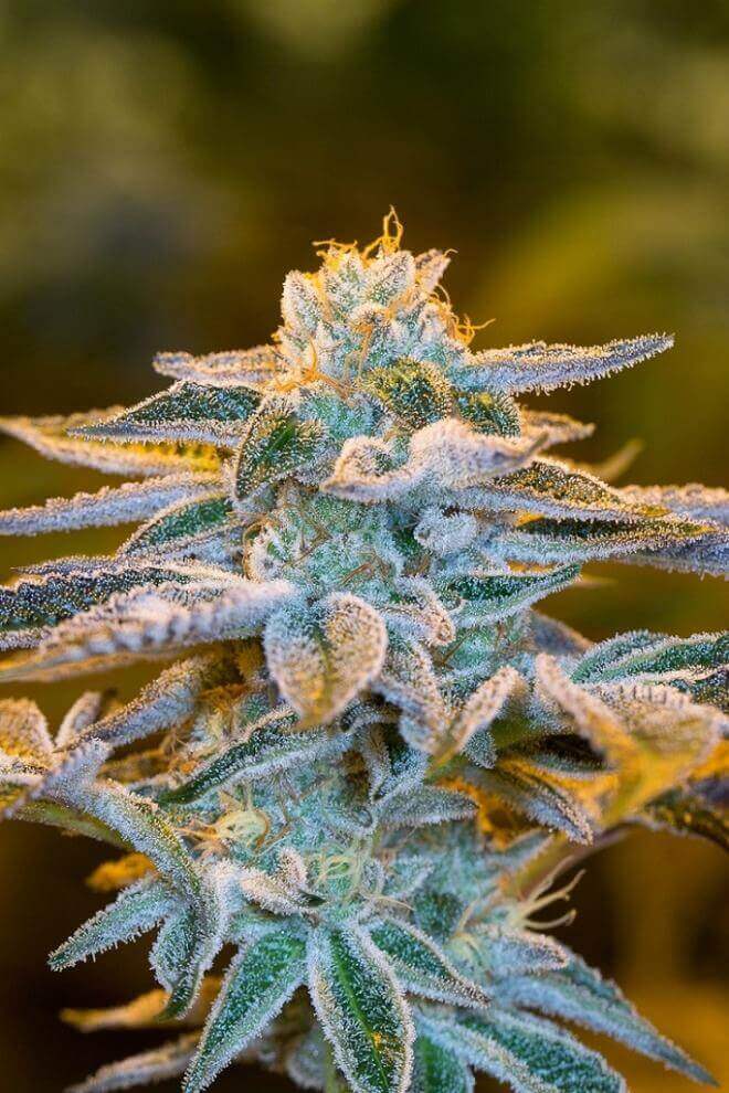 Do-Si-Dos Cake - La Mota Seeds