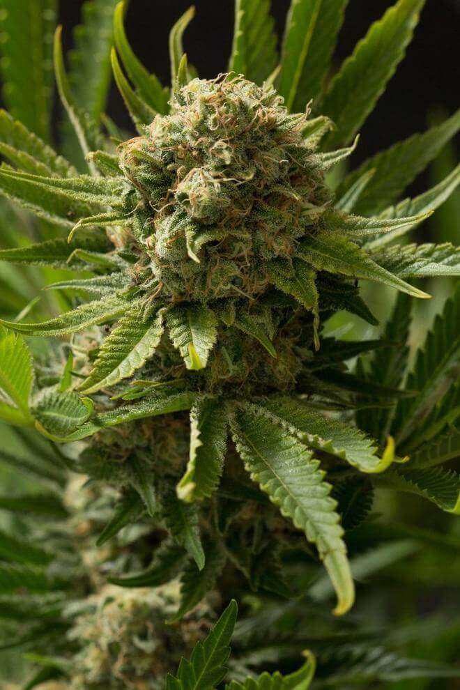 London Cheese 2.0 - La Mota Seeds