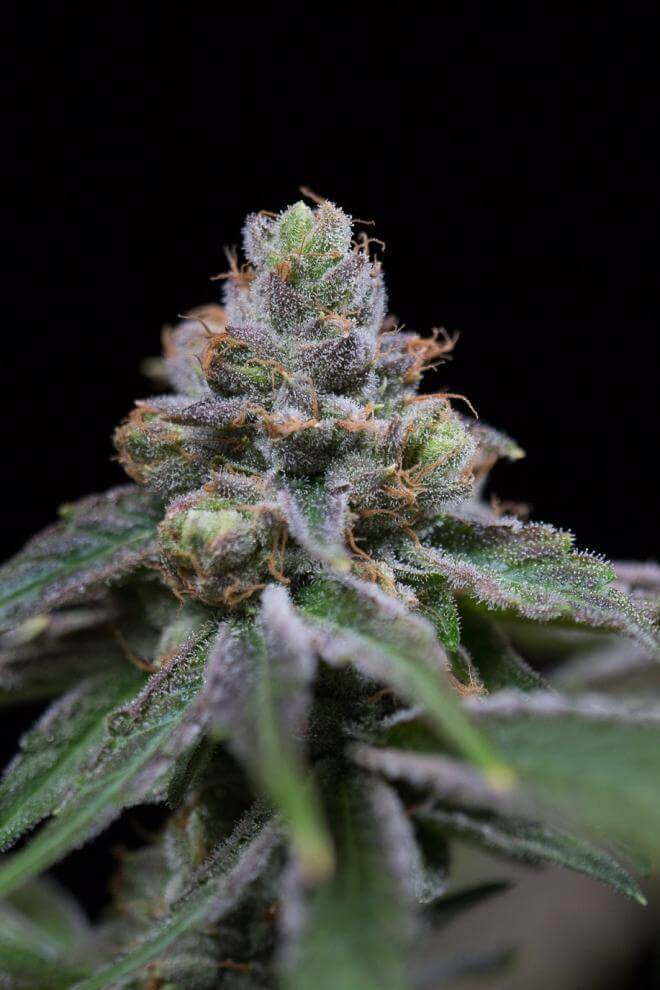 Mota CBD Rich Auto - La Mota Seeds
