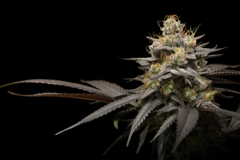 Pourquoi cultiver du cannabis en intérieur? Les plus grands avantages de cette méthode