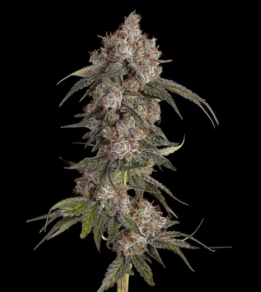 Game Over par Happy Valley Genetics