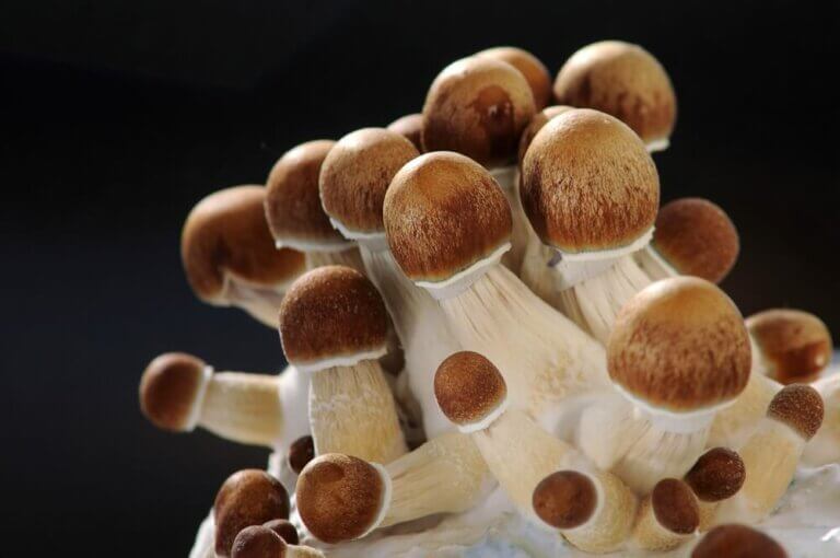 Comment cultiver des champignons à la maison: les bases