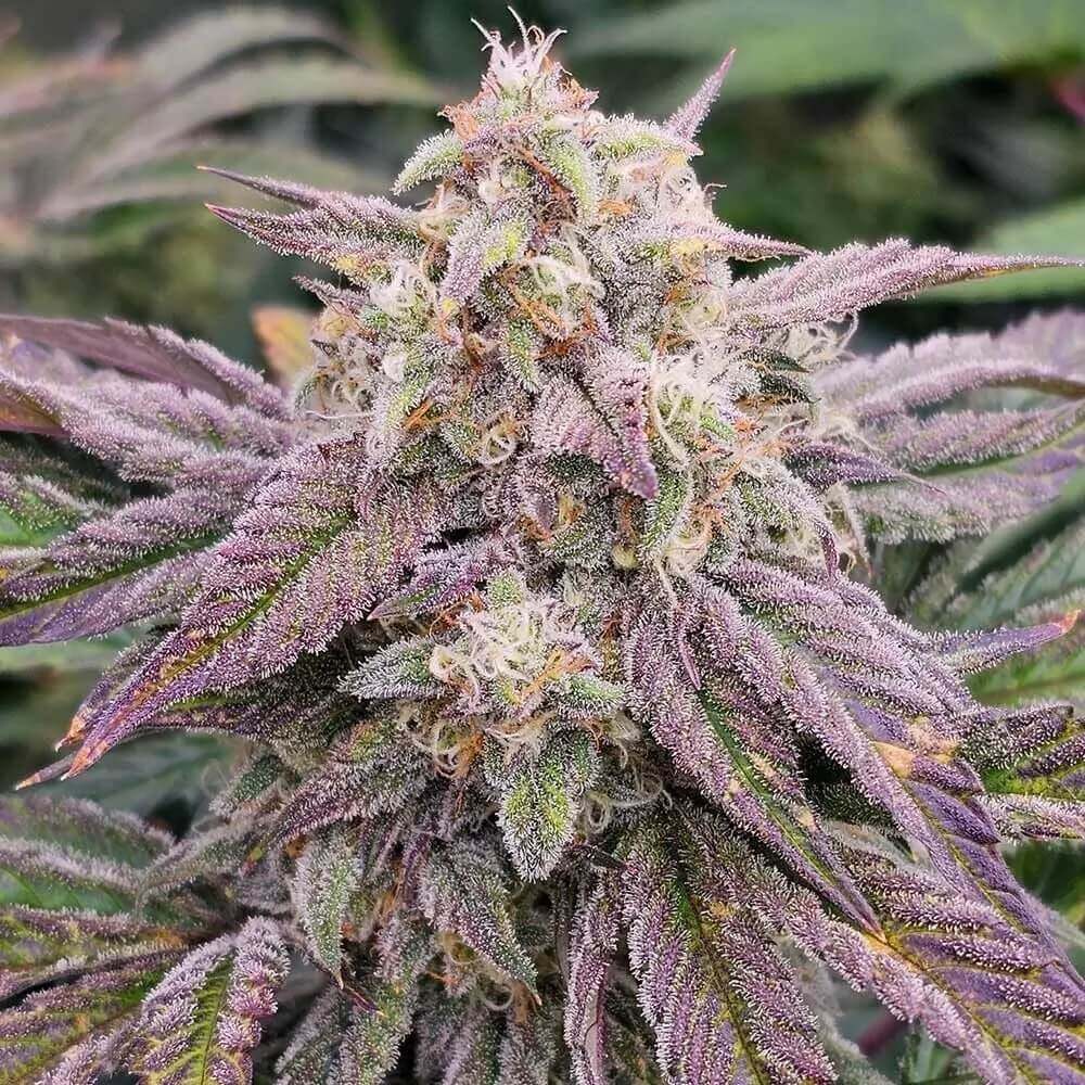 CPT OG Auto de Night Owl Seeds est un hybride entre Marathon OG F3 et Crème de la Compton F3