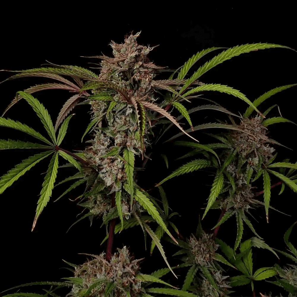 Crème de la Compton F3 Auto de Night Owl Seeds est un croisement entre Crème de la Chem F4 et Wilson! F1