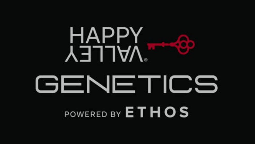 Graines Happy Valley Genetics, savoir-faire américain