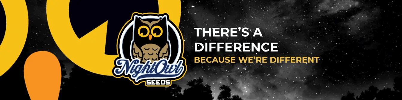 Night Owl Seeds, l'excellence des graines autoflorissantes