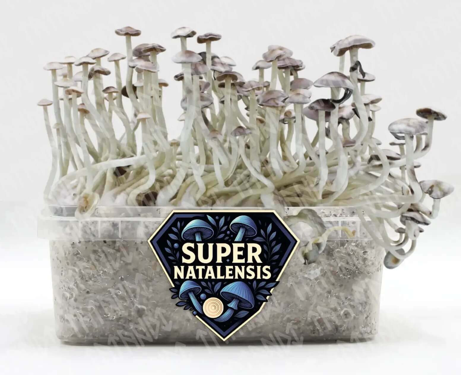 Les champignons hallucinogènes Super Natalensis sont faciles à cultiver