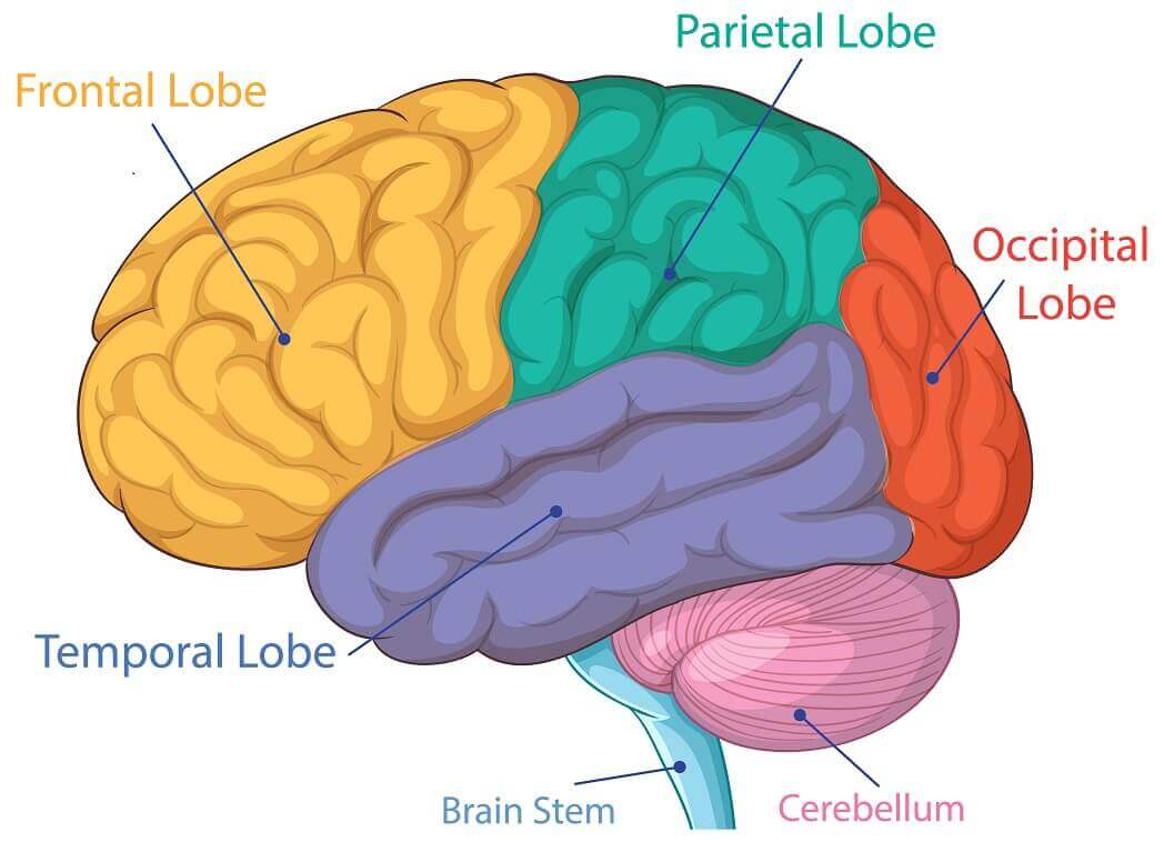 Anatomie du cerveau