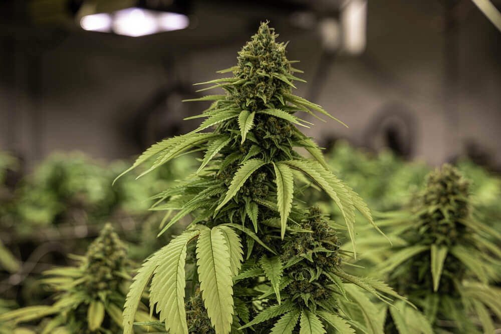 Boostez votre floraison avec les suppléments PK