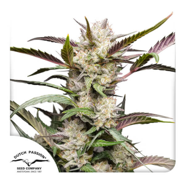 Auto Mimosa Punch