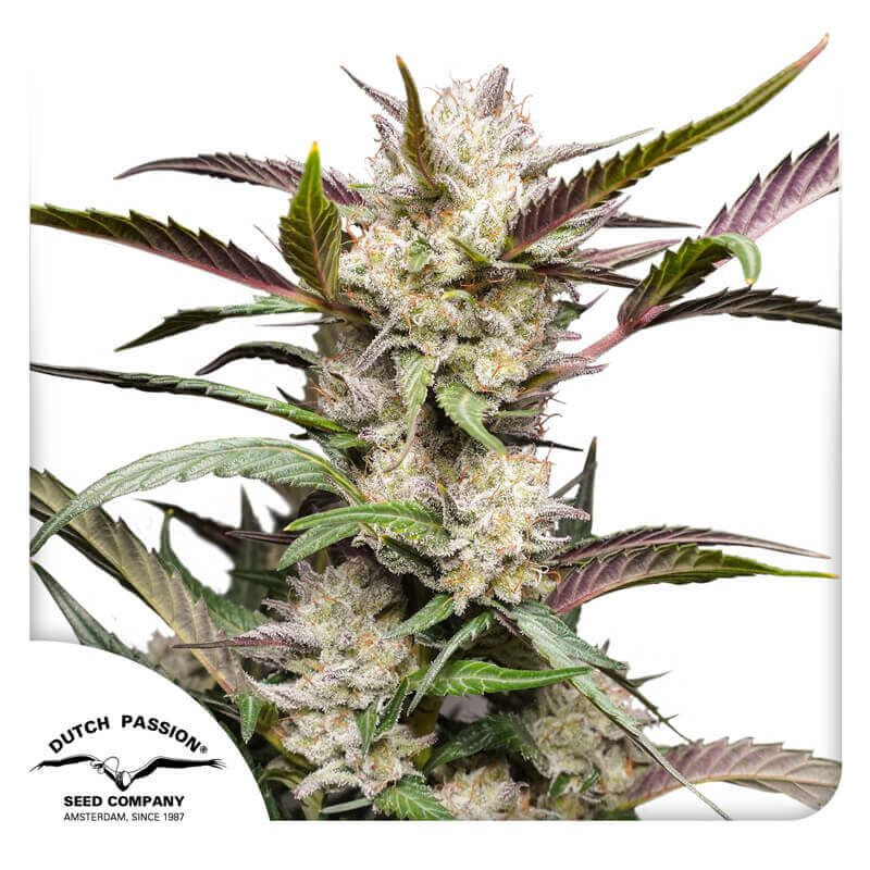 Mimosa Punch Auto