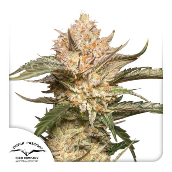 Auto Trichome and Cream