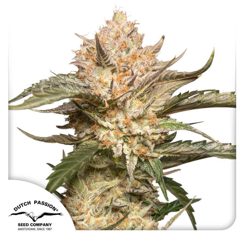 Trichome & Cream Auto