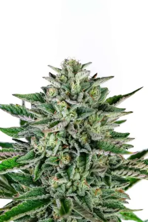 Piña Blanca