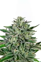 Piña Blanca