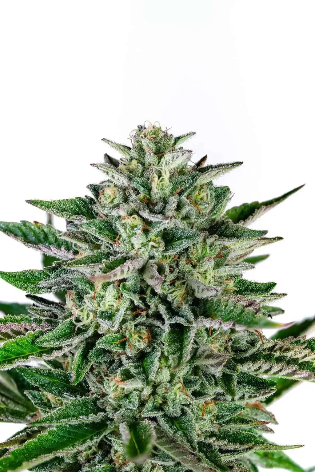 Piña Blanca