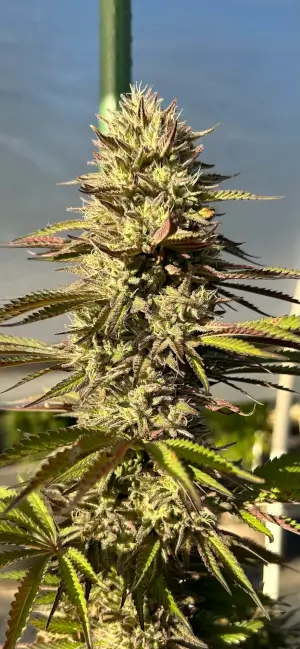 Fresh Citrus