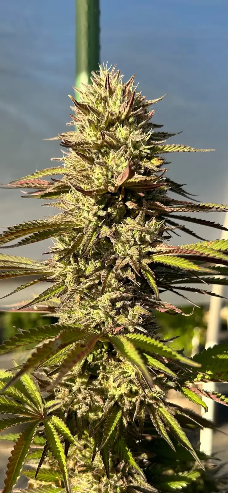 Fresh Citrus
