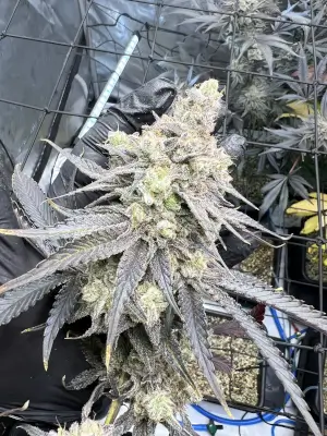 Juice Pack