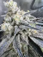 Juice Pack