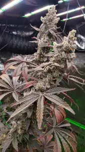 Strawzilla