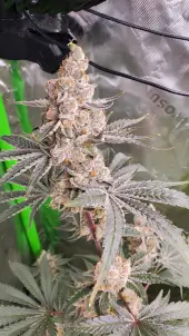 Strawzilla