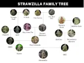Strawzilla
