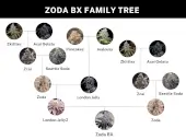 Zoda Bx1