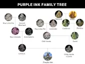 Purple Ink
